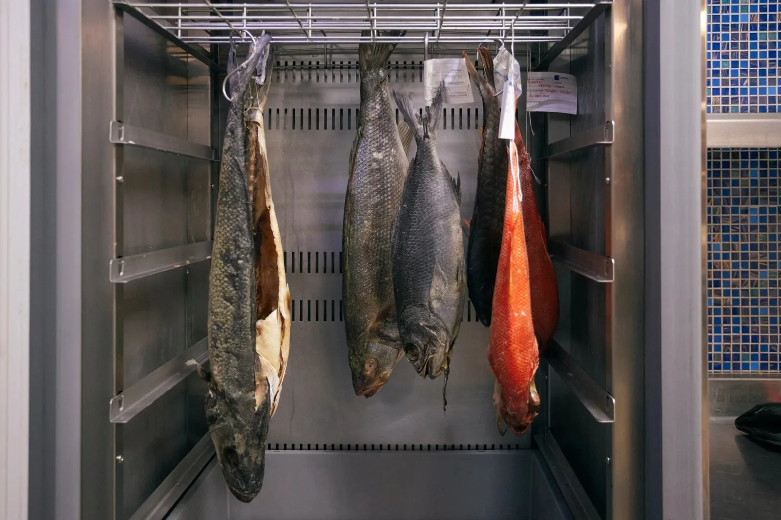 Whole fish hanging and maturing in the ageing chamber at Taste 1973 restaurant
