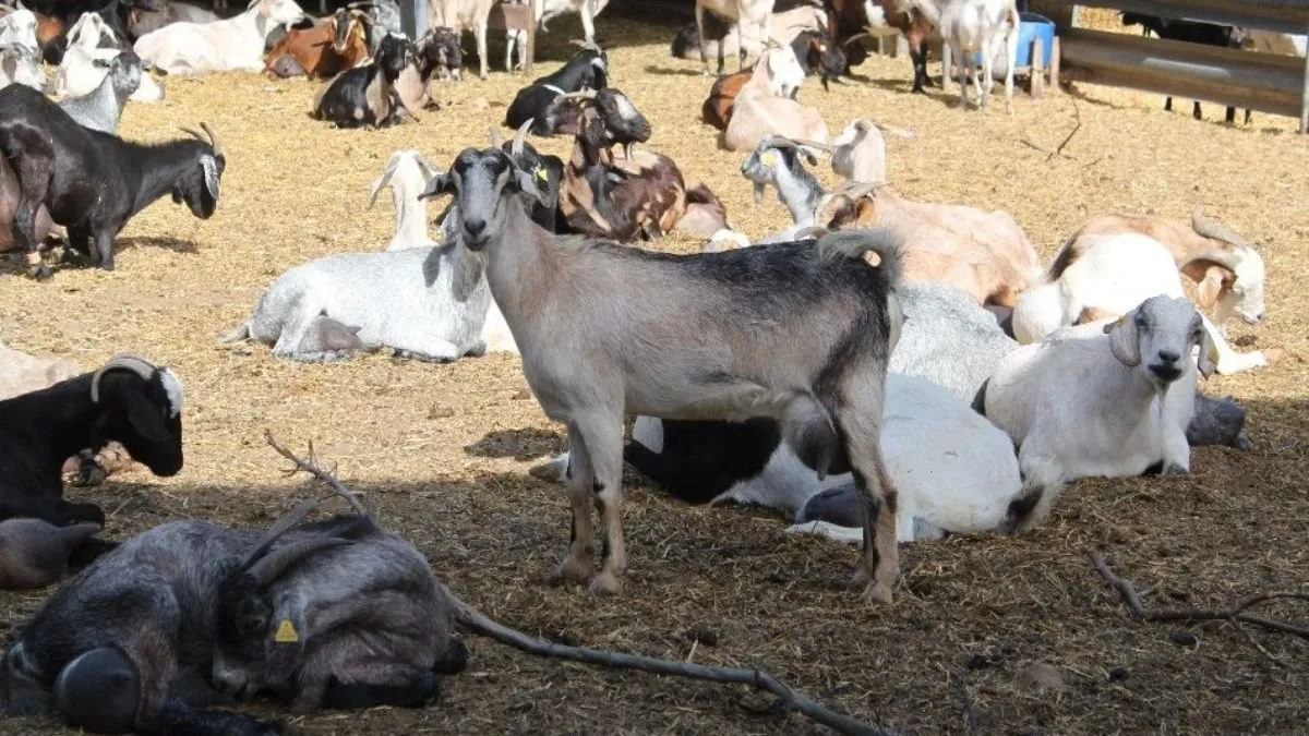 A herd of Canarian goats resting in an earthen pen