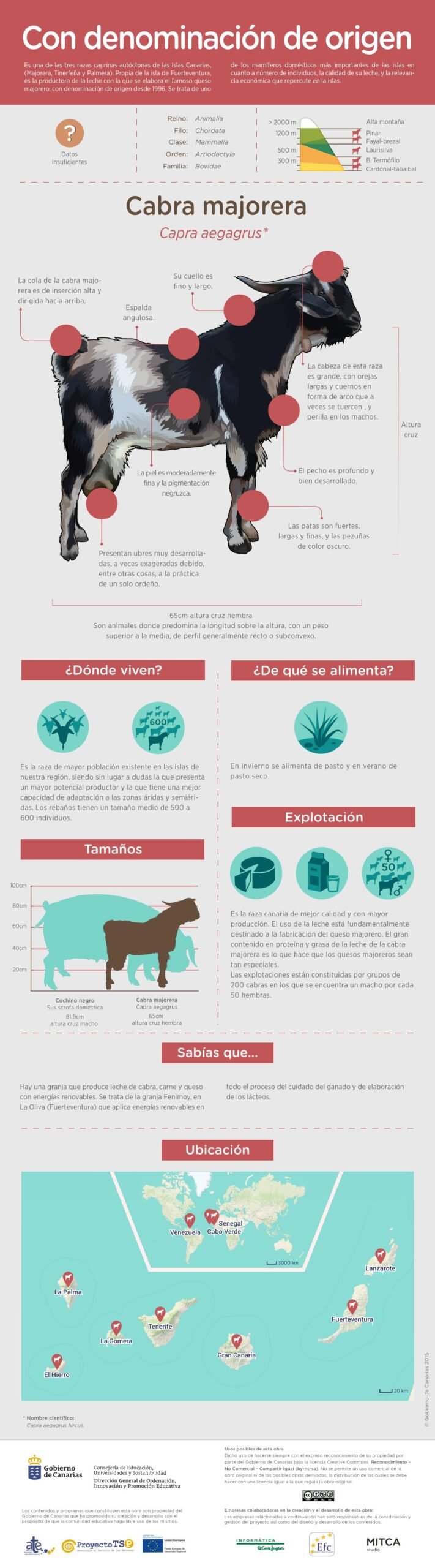 infografía de la cabra majorera - Historia y Tradición de la Cabra Canaria